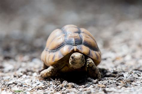  How Can The Tortoise’s Determination Teach Us Valuable Lessons?